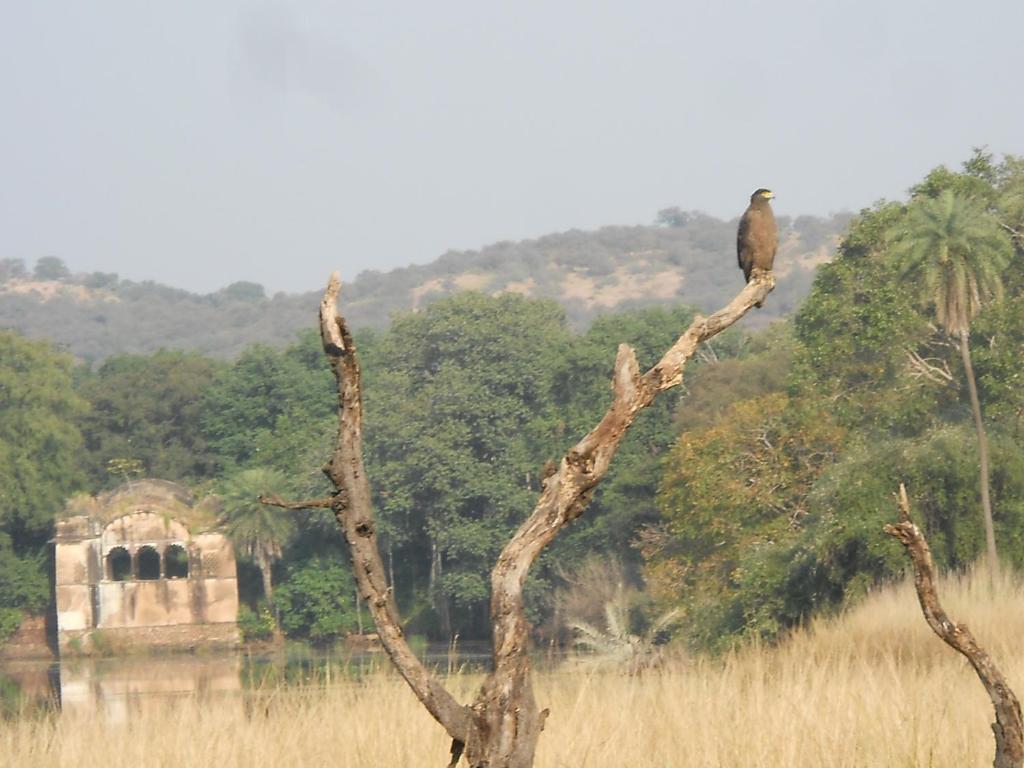 Green View Bed & Breakfast Sawai Madhopur Bagian luar foto