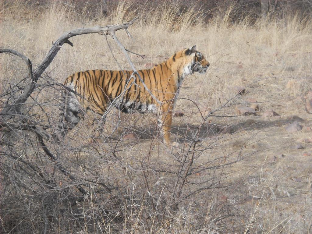 Green View Bed & Breakfast Sawai Madhopur Bagian luar foto